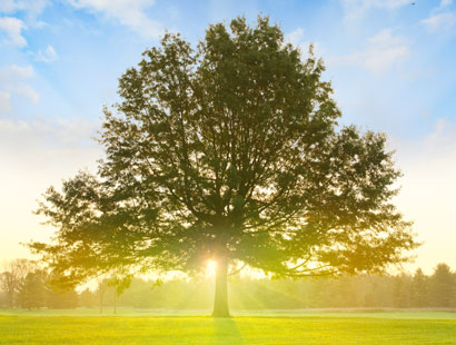 Tree with sunlight rays Tree with sunlight rays